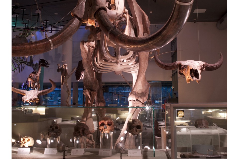Leids museum gaat op tyrannosaurusjacht in Amerika archieffoto