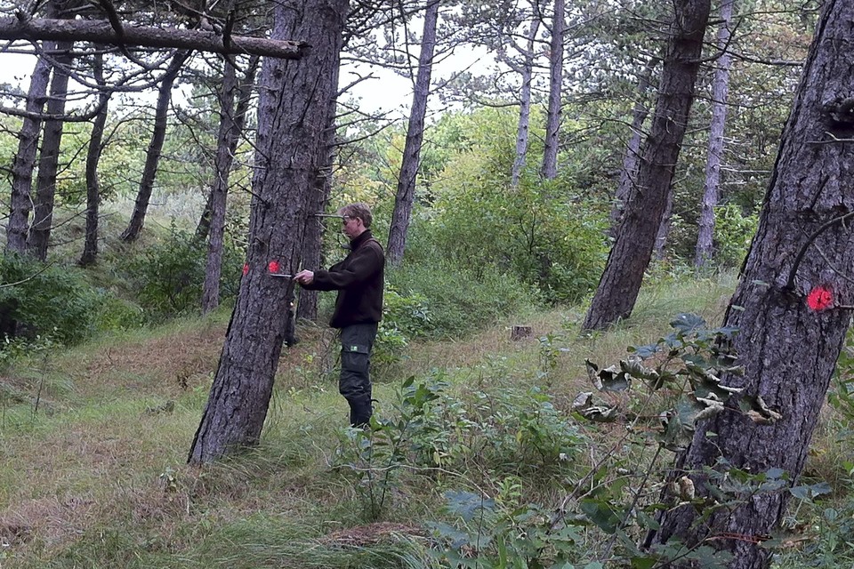 ’Blesser’ Tim Fransen meet de hoeveelheid hout in een boom die om gaat.