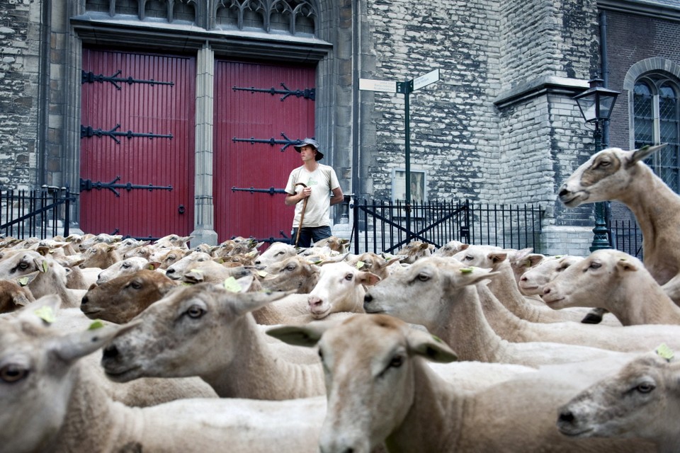 Stadsfotograaf Rob Overmeer fotografeerde vorig jaar schaapsherder Elzo Hoexum met zijn kudde in het centrum van Leiden. Foto Rob Overmeer
