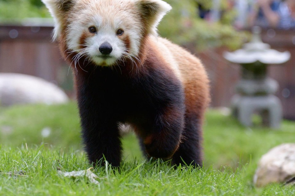 In Vogelpark Avifauna is een rode panda geboren.