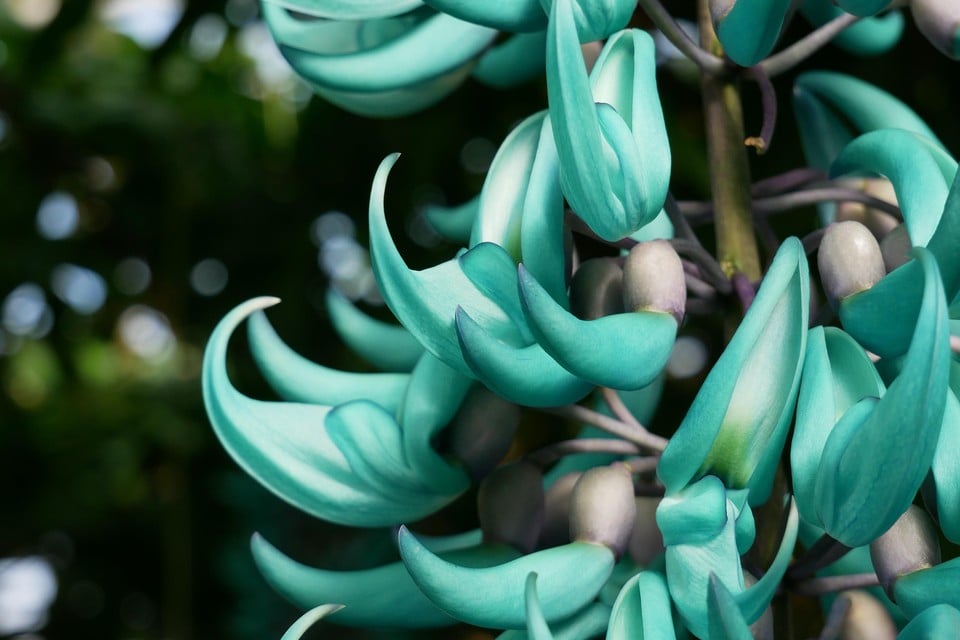 De jadevine heeft een spectaculaier kleur, die het midden houdt tussen blauw en groen.