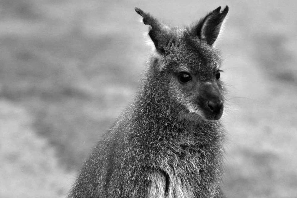 Archieffoto van een wallaby